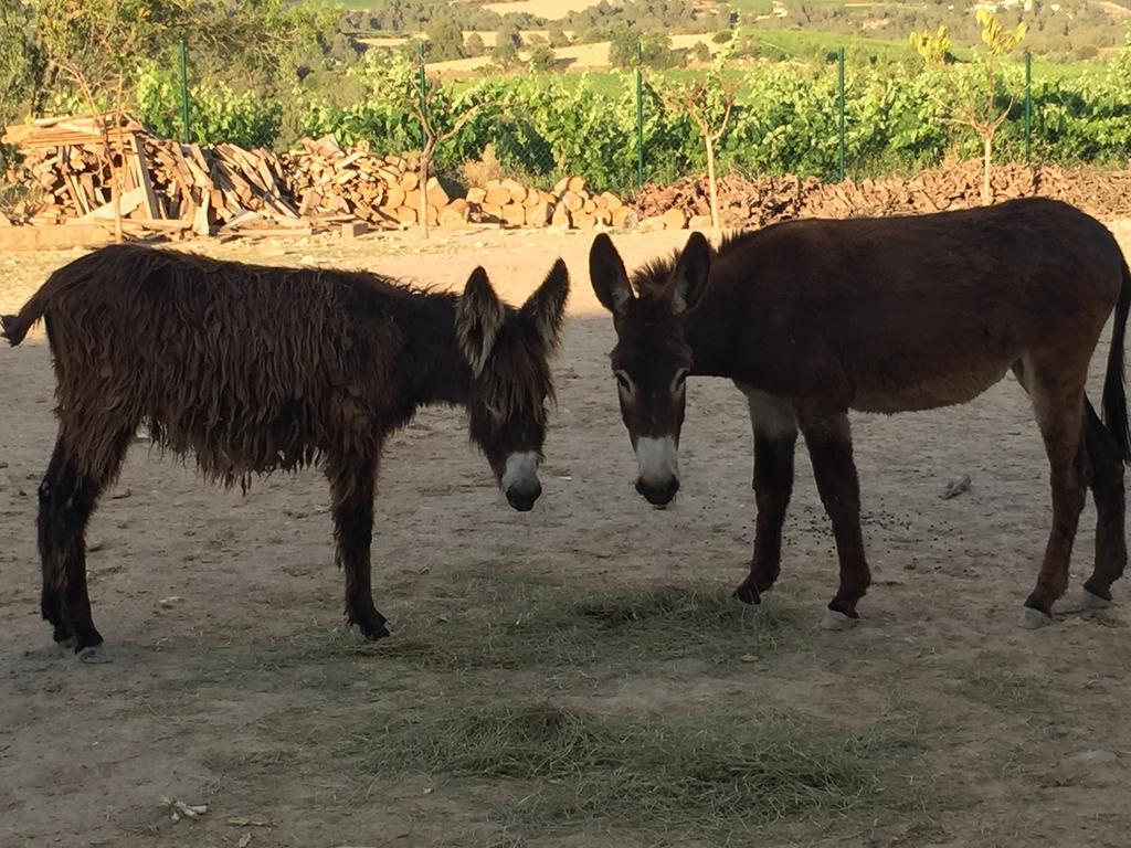 Masia Can Canyes&Spa San Lorenzo de Hortóns Kültér fotó